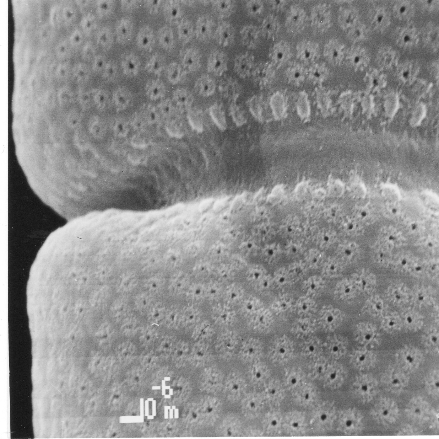 Cosmarium quadratum